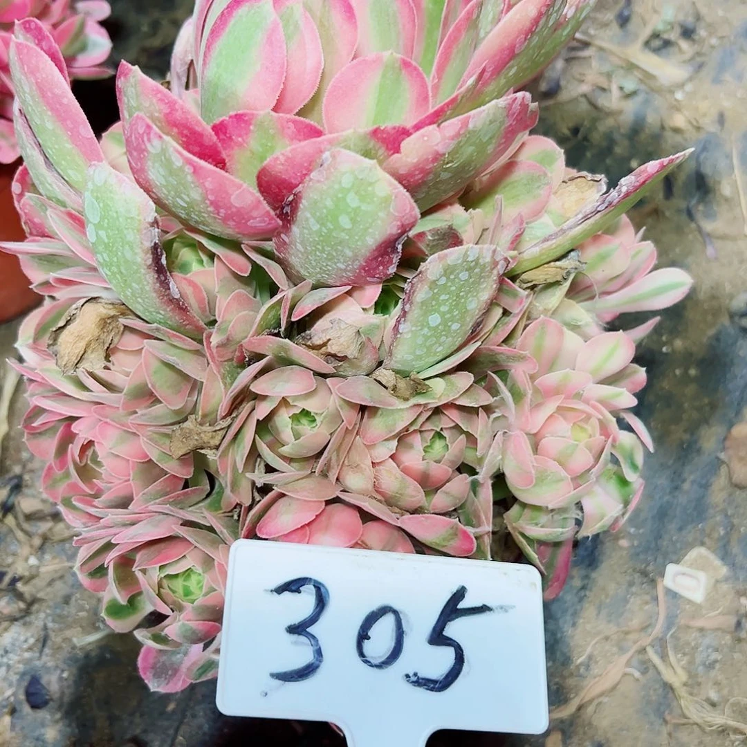 多肉植物粉女巫法师