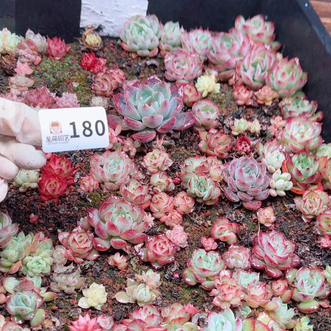 多肉植物多肉植物