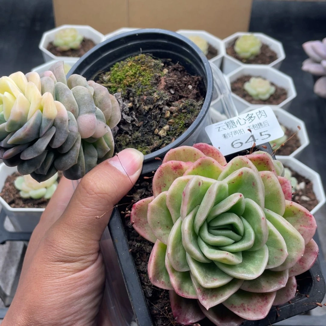 云糖心多肉植物645