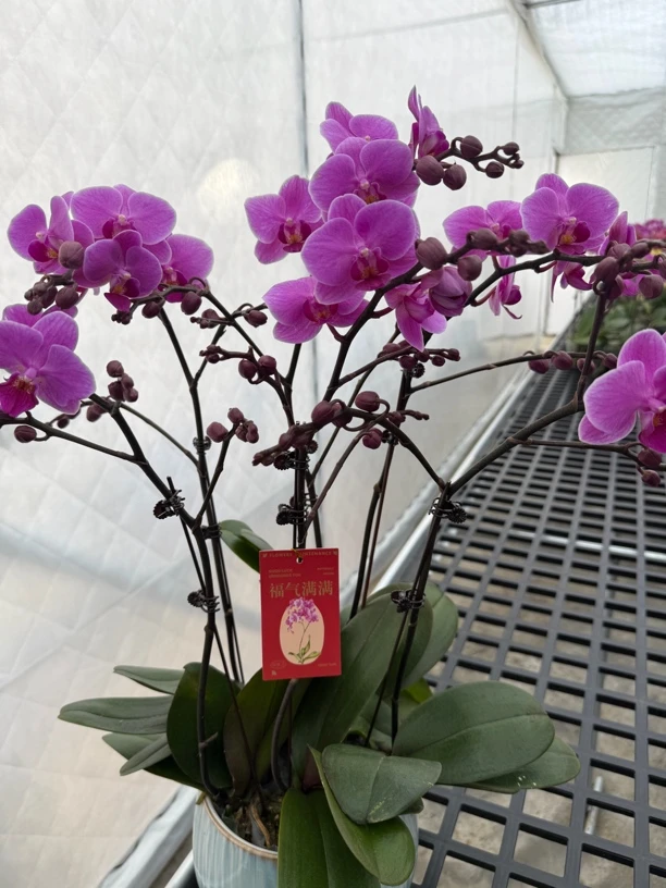 （婚宴）粉色系蝴蝶兰