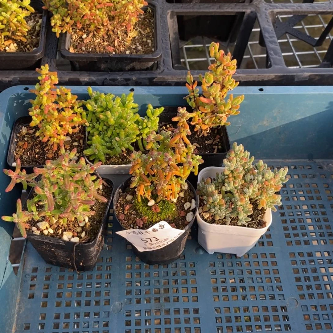 ？****？571六颗福利。