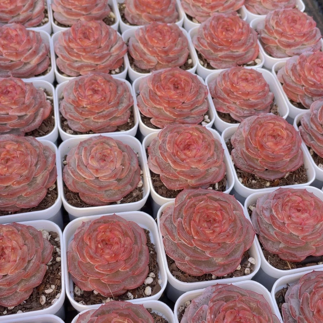 量拍42号 秋海棠单头一个