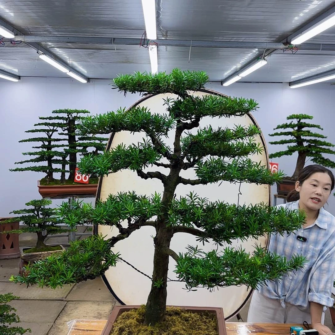 无花朵盆景直播间一物一拍