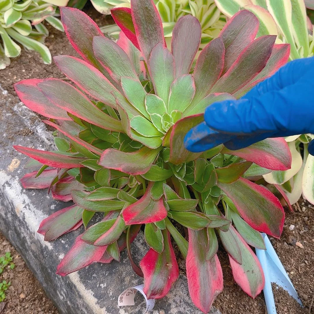 女妖手捧多肉植物四号