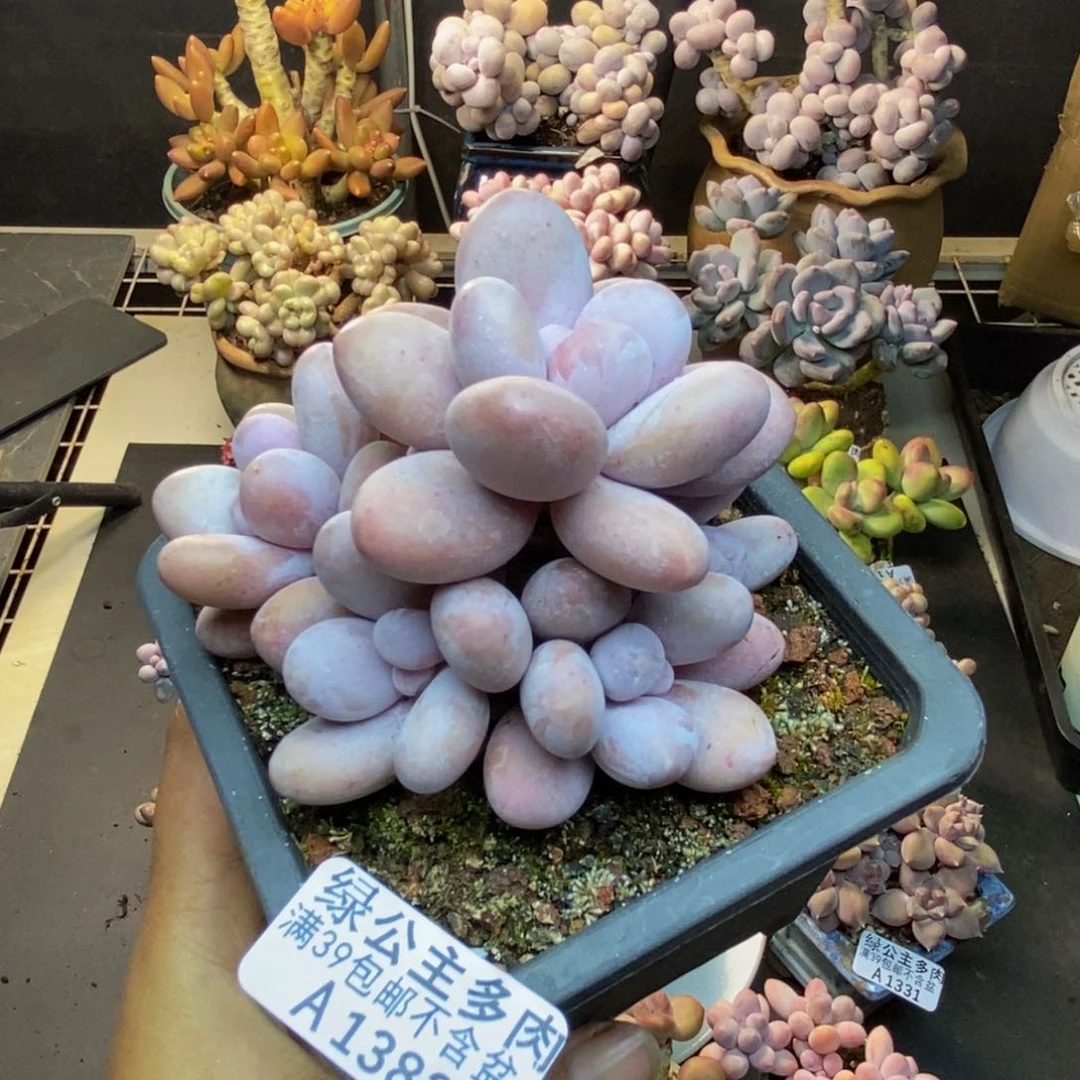 382水光针多肉8c m