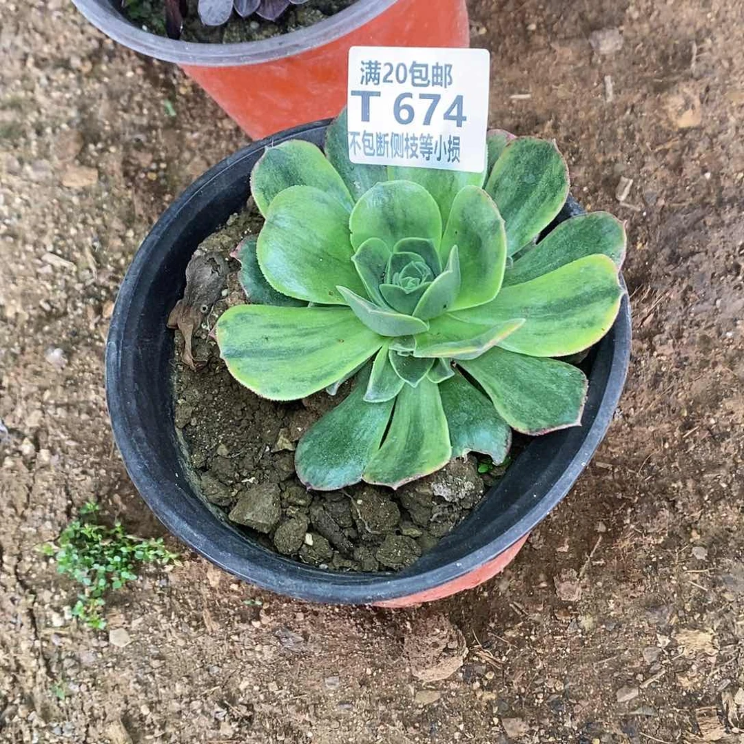 晴*674玉龙观音锦多肉