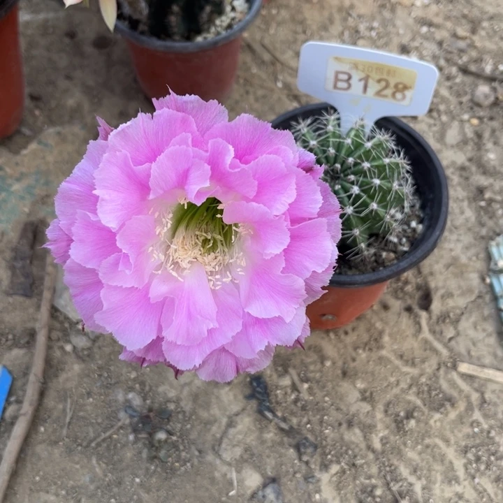 多多一号福利特价B128