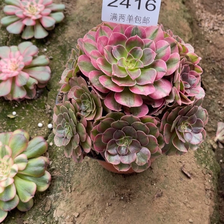 荔枝多肉的人多肉2416