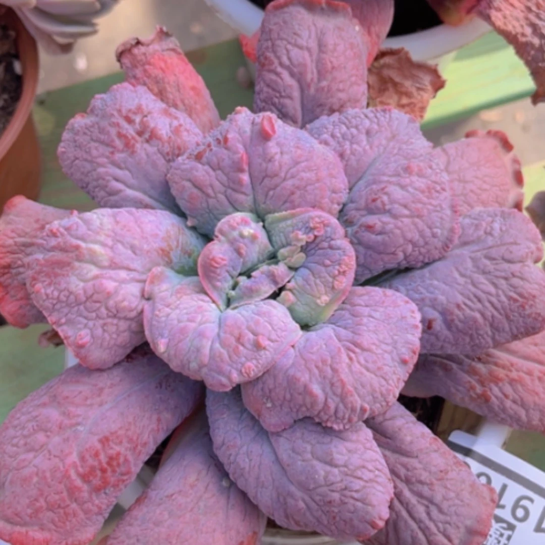 【闪购商品】男爵19106