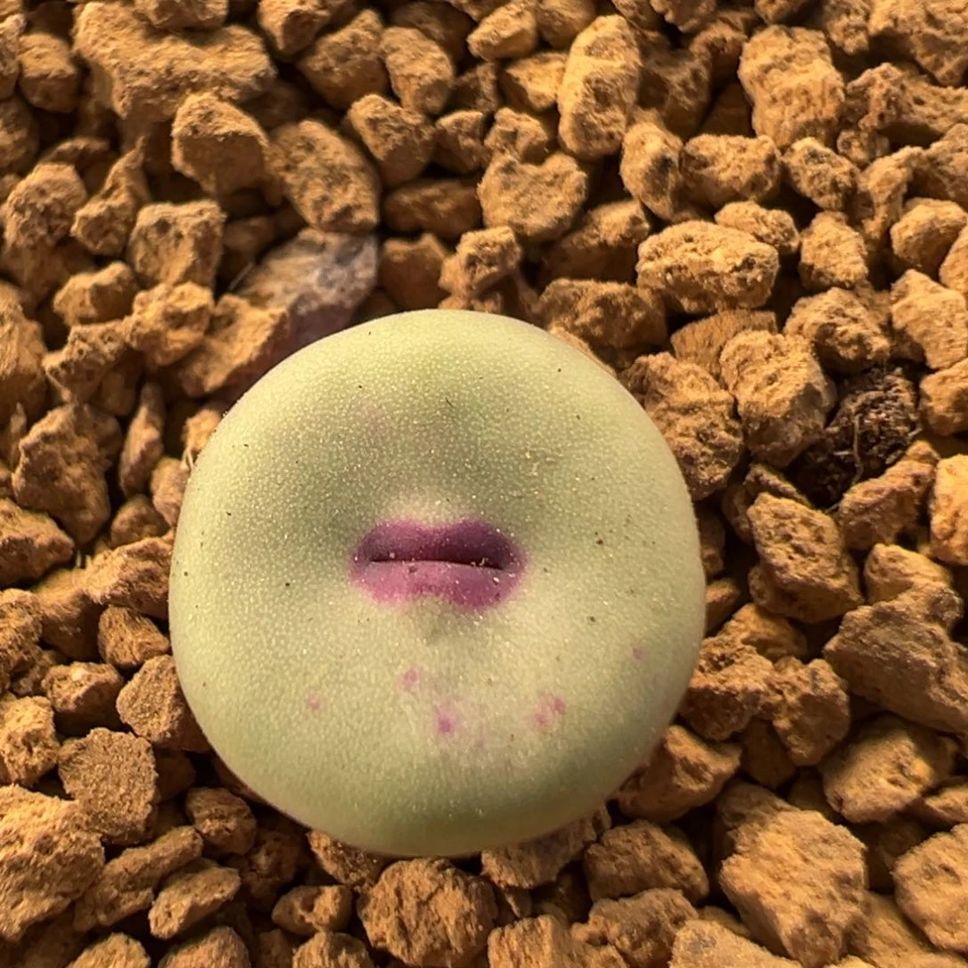16多肉植物百科红嘴