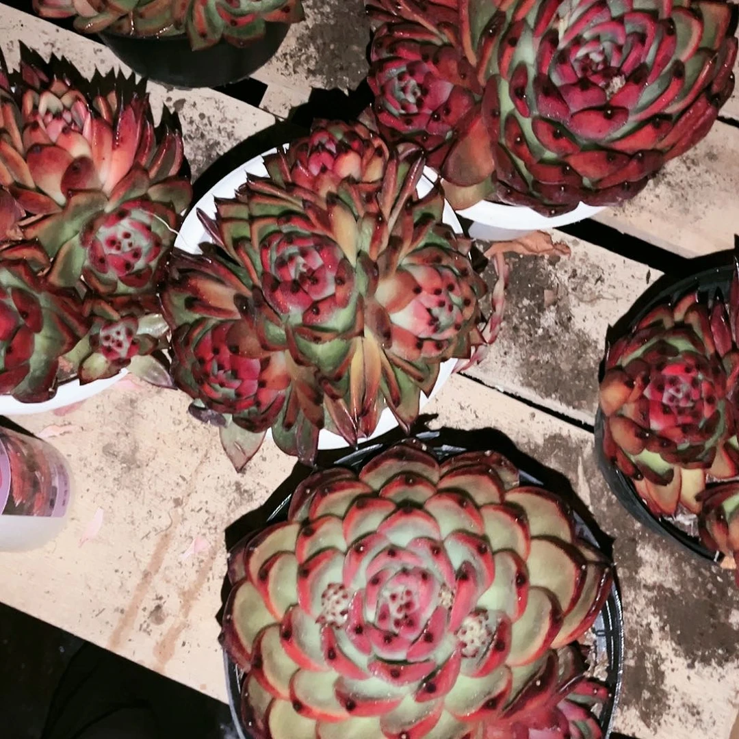 捷克11.98多肉植物群