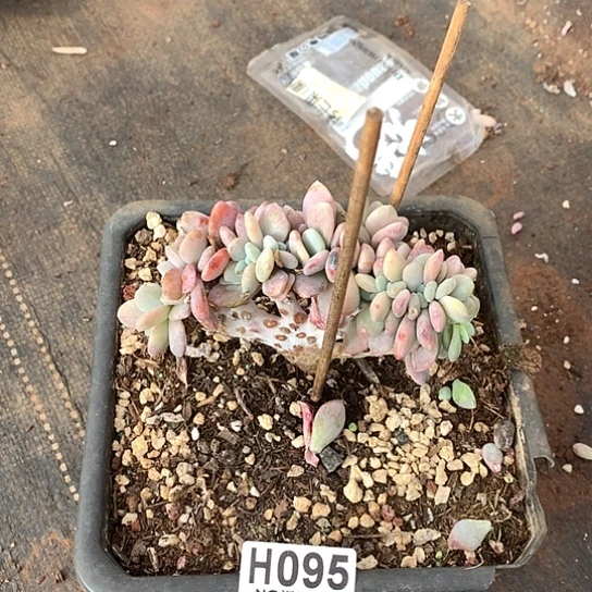 粉兔缀化小树095 退款拉黑全场亏本处理7-8天发货