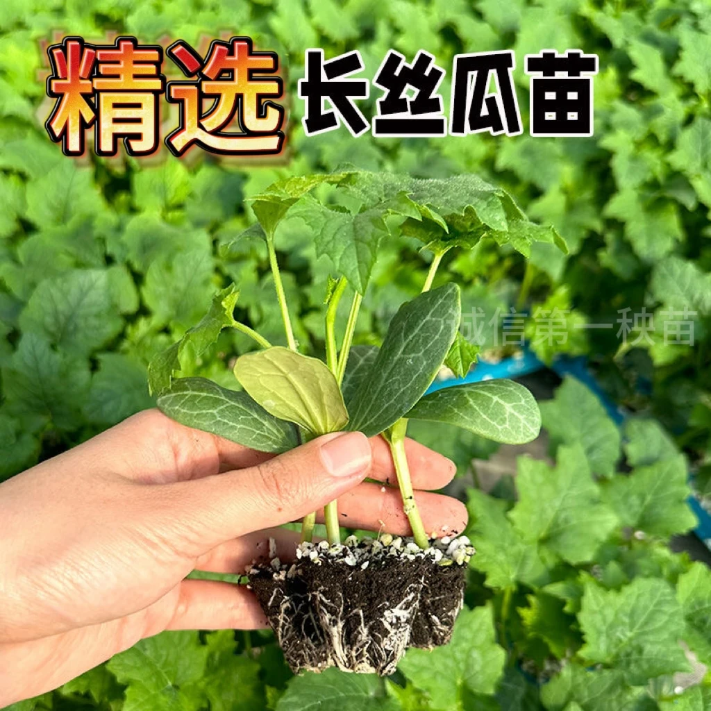 长丝瓜种苗子丝瓜苗秧阳台特色蔬菜苗春季幼苗种籽四季南方种孑