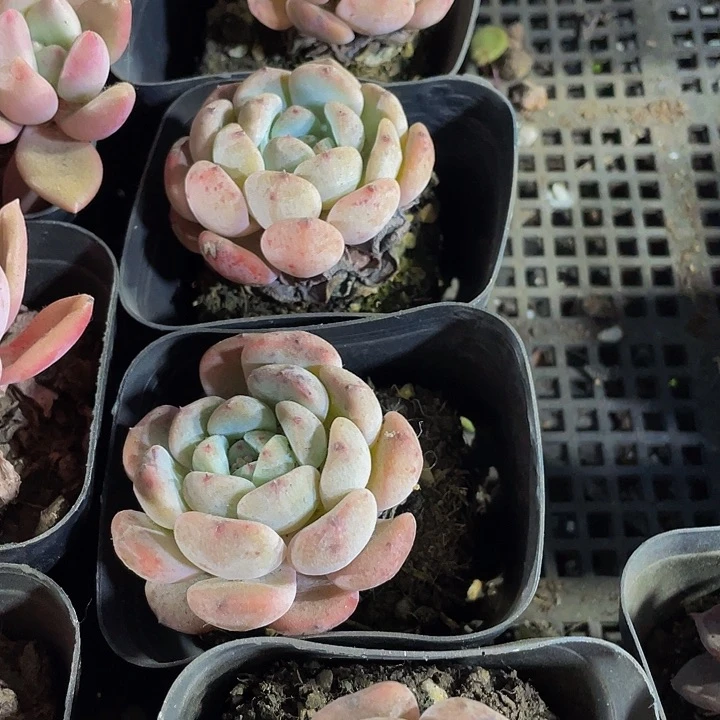 6.5方雪抓带盆土发