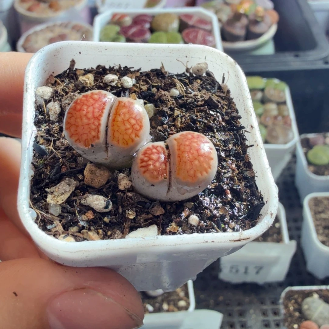 多肉植物的生长发育与生长576