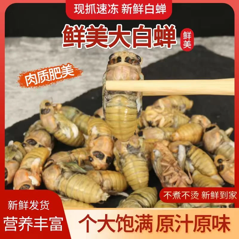 新鲜知了猴速冻脱壳白蝉包邮