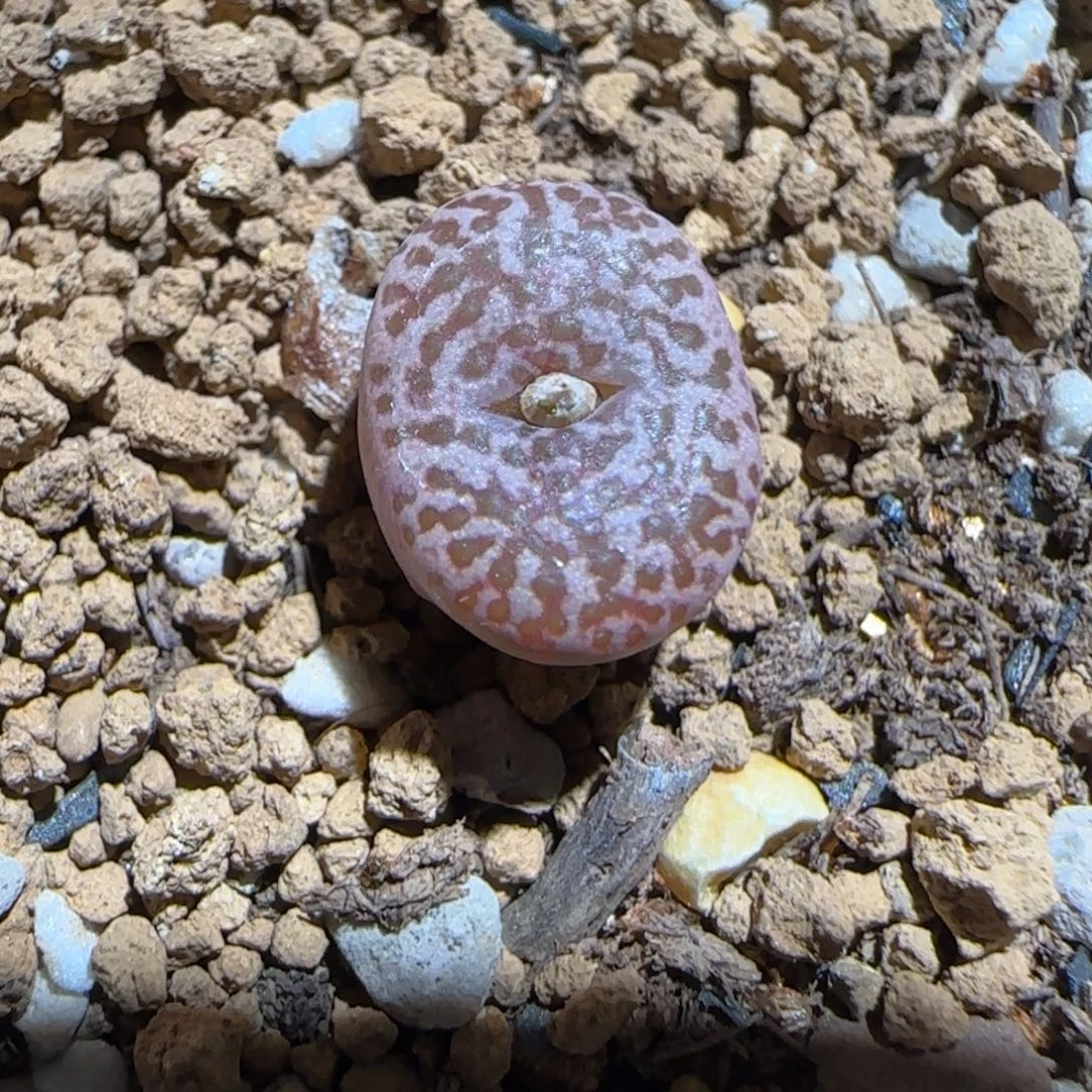 肉锥多肉植物组合-豹纹鸟150