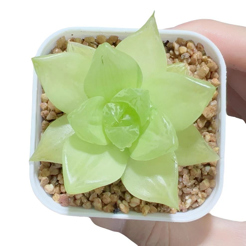 黄金菊【满16包邮】夏天好养