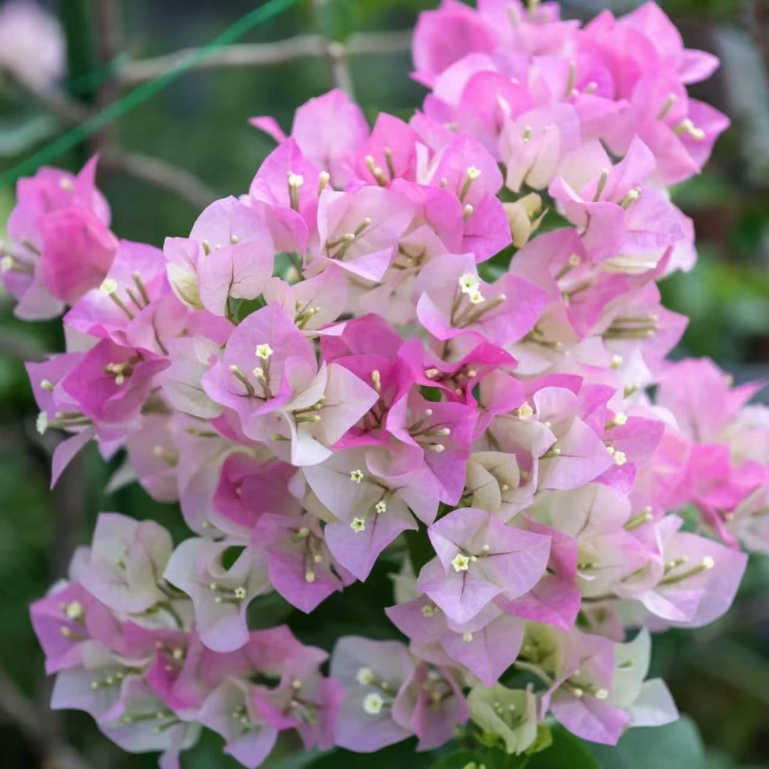 【光之国】【绿樱】一加仑三角梅 四季开花 阳台庭院盆栽观赏植物