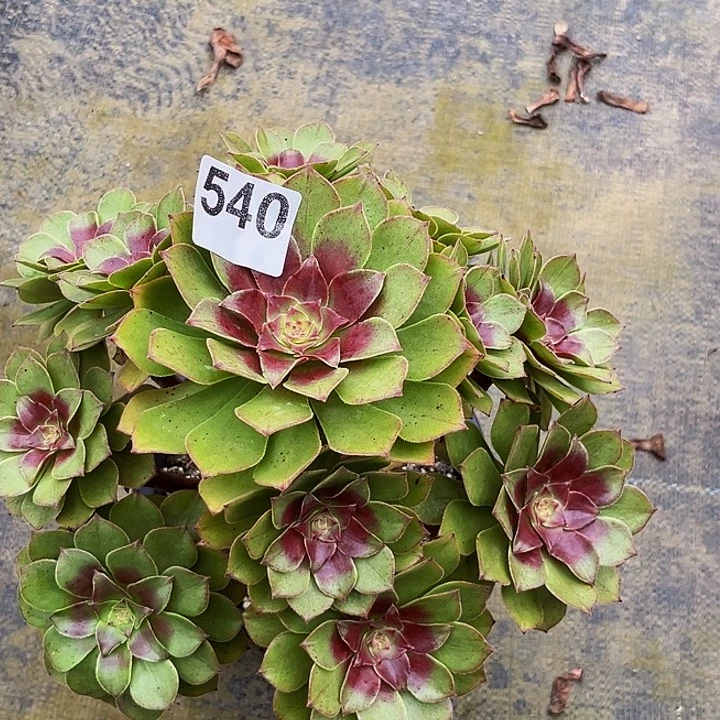 依***萍540红魔法师福利价老桩