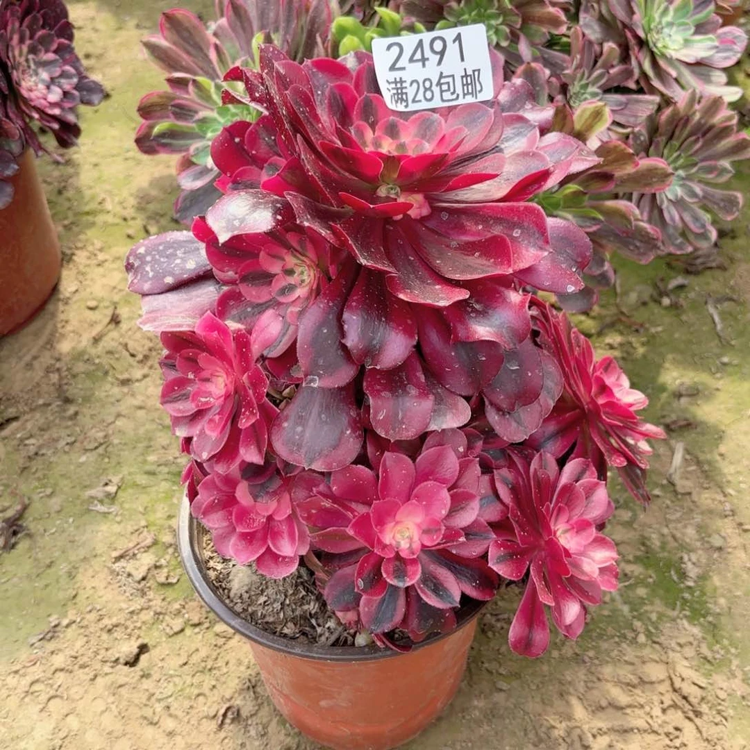 2491美杜莎多肉11111