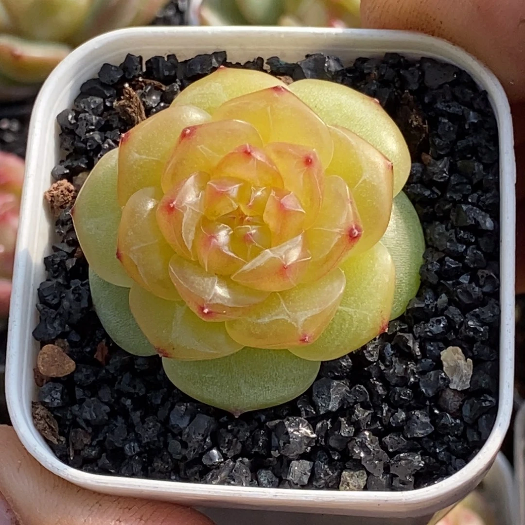 天官赐福百无禁忌