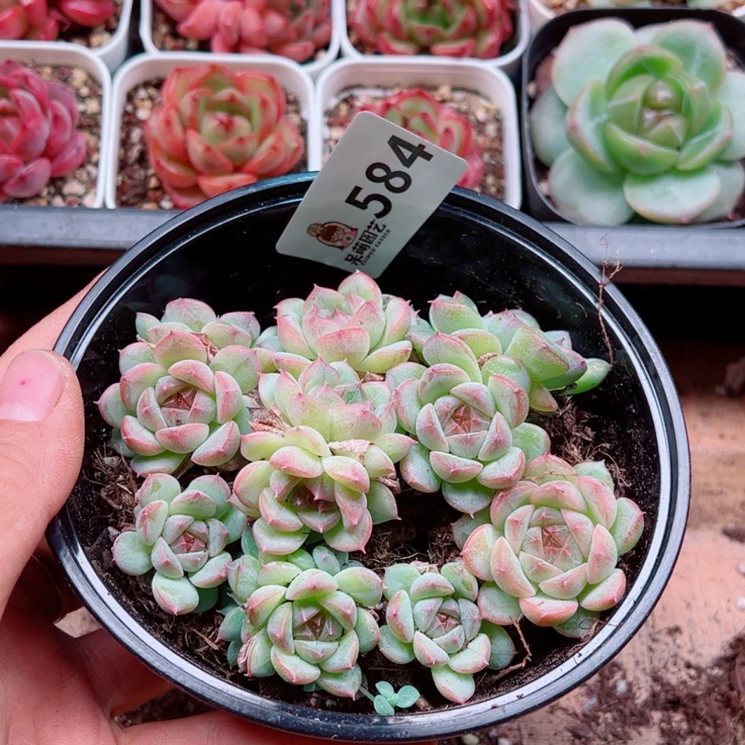多肉植物多肉植物