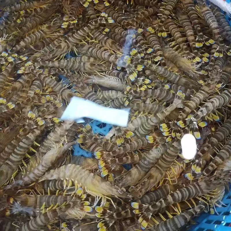 九节虾【③】现称鱼虾蟹以直播间称重商品为准 包鲜/不包活