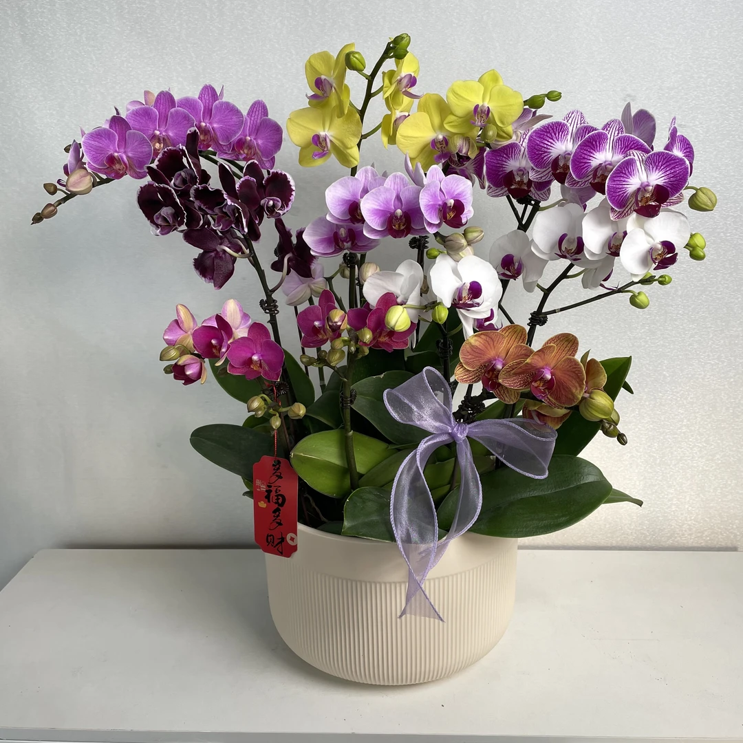【一物一拍】杂色花蝴蝶兰年宵花 乔迁送人送礼 室内高端定制花卉