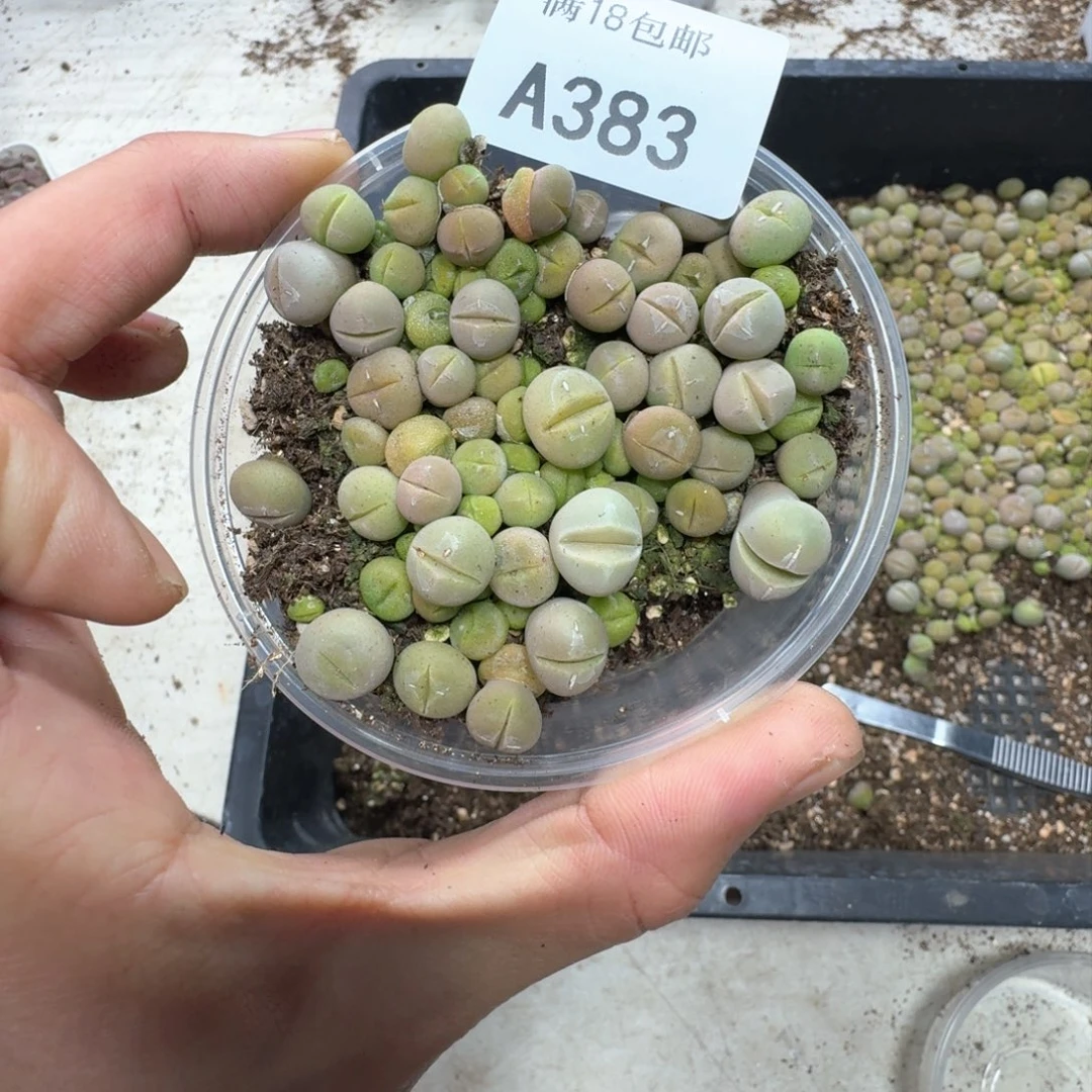 A383。春桃一盒。 好东西