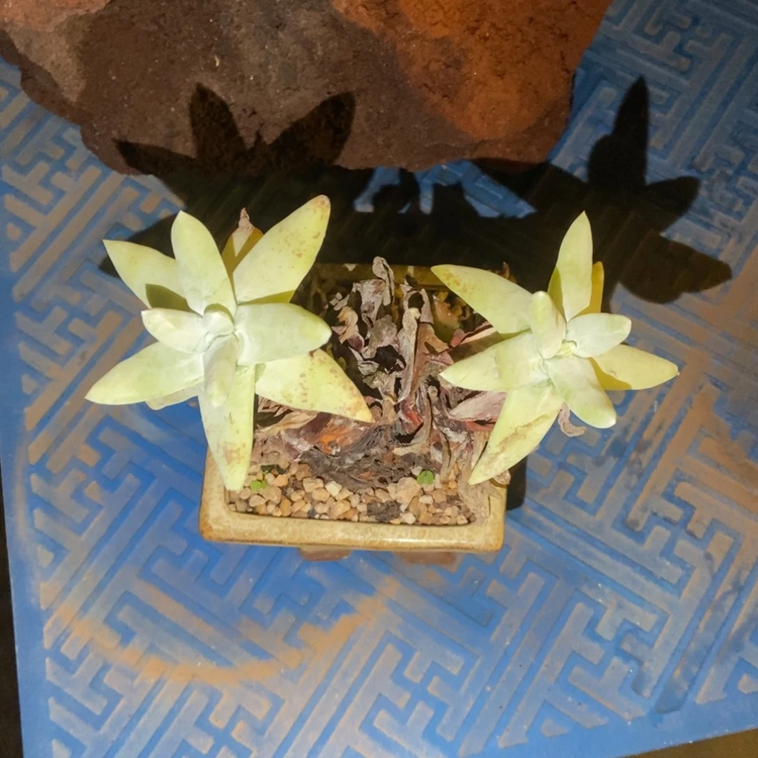 拇指多肉植物啦啦啦