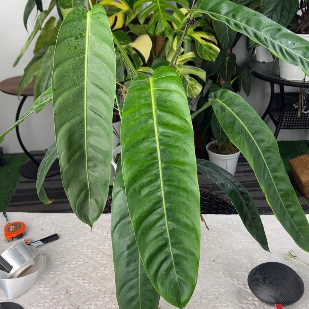 完全开放原种上柱大Pp