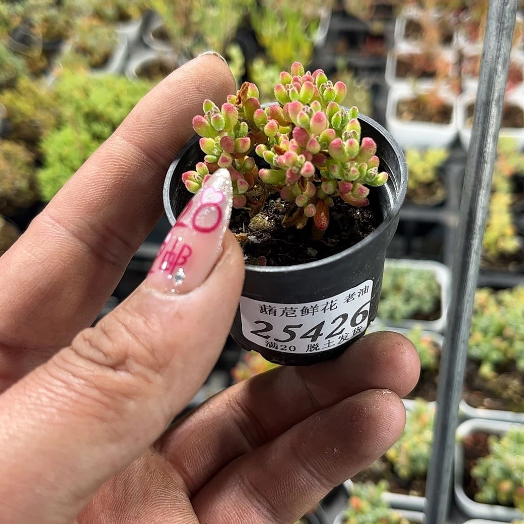 秋****锅25426一物一拍单头发货