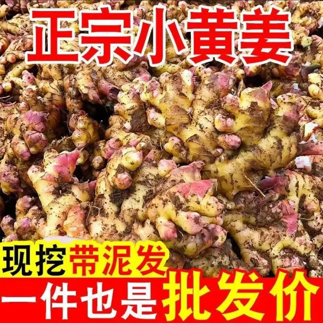 正宗云南小黄姜新鲜现挖红芽嫩姜仔姜当季蔬菜可做泡醋姜生姜