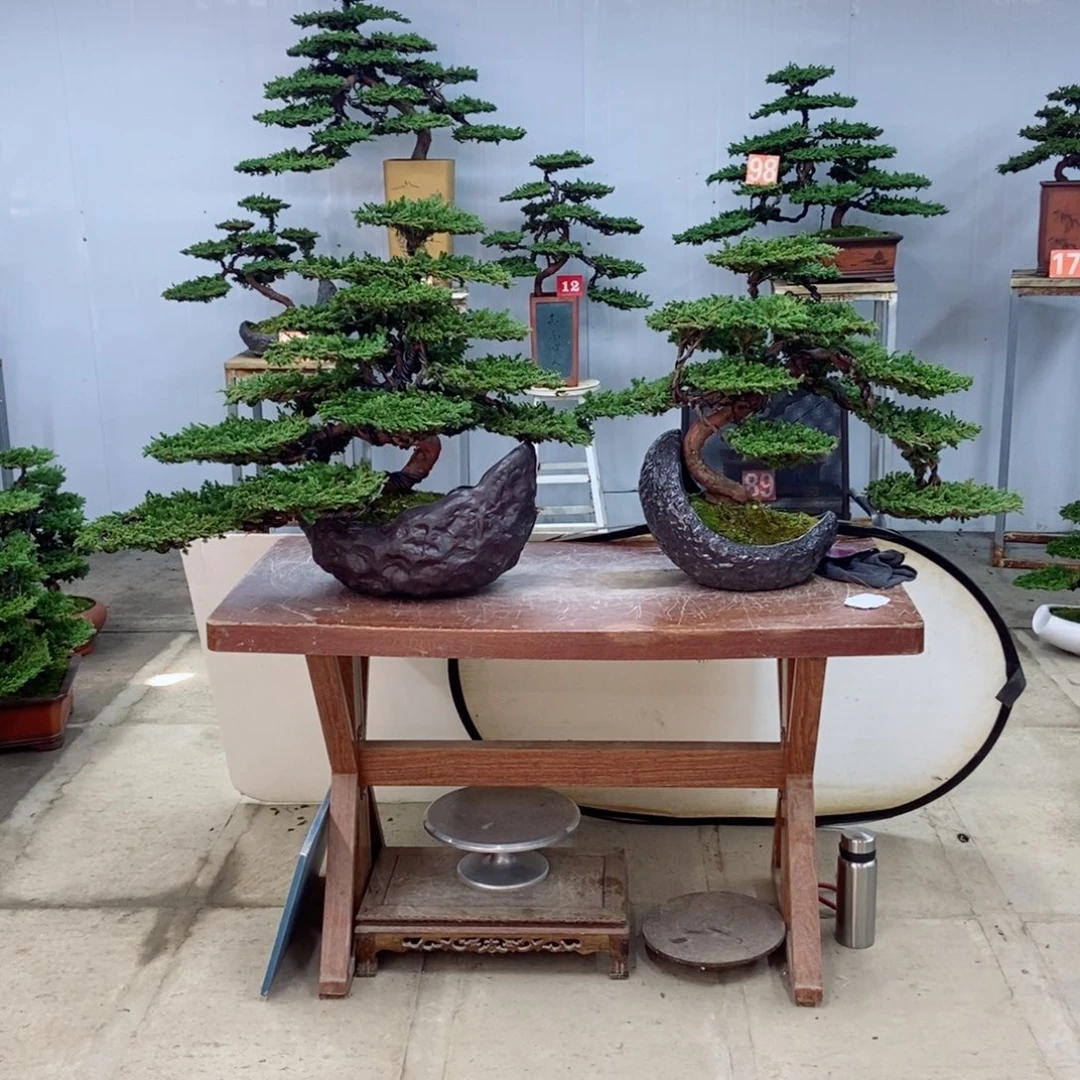 无花朵珍珠柏盆景