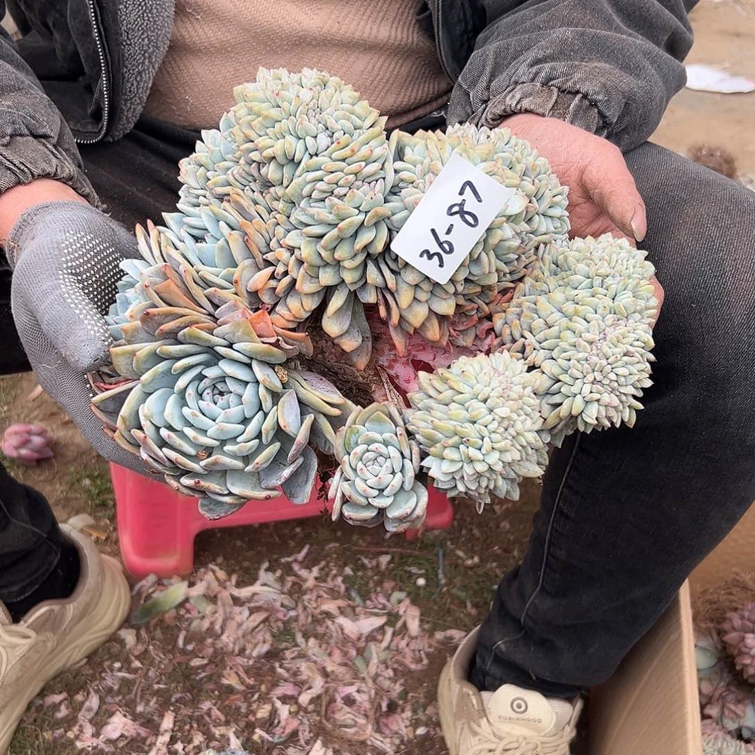 小*36-87橙子缀多肉发物流