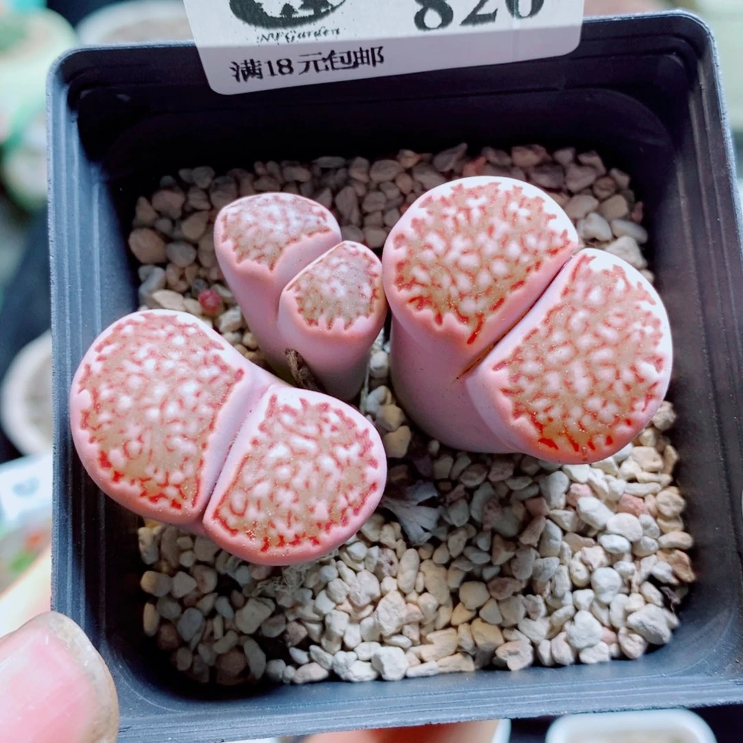 生石花花花花花花花820