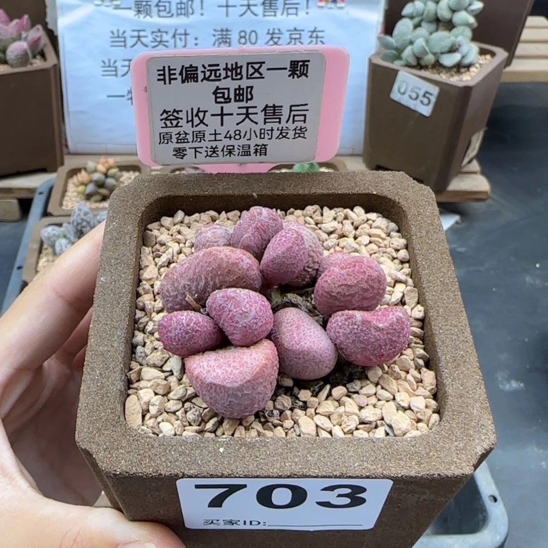 703夏娃多肉植物