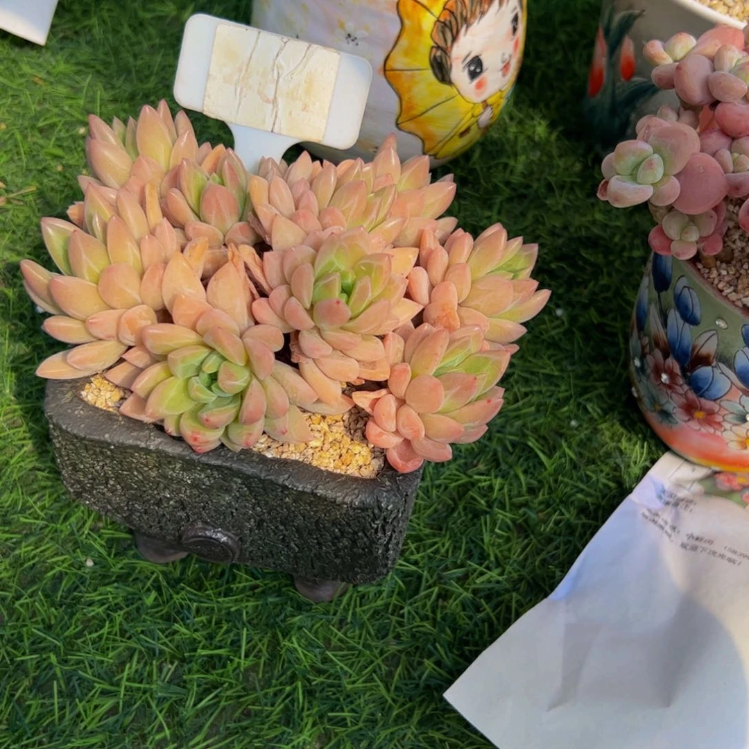 钱***-手捧花冰美人多肉植物