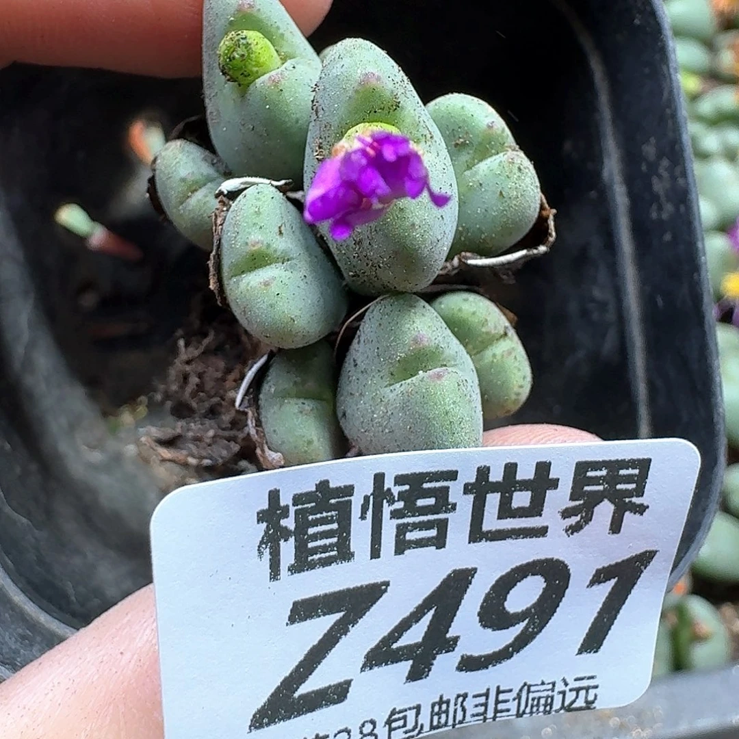 多肉植物的润泽rghn