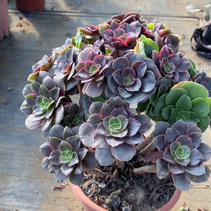 灰姑娘多肉植物12。