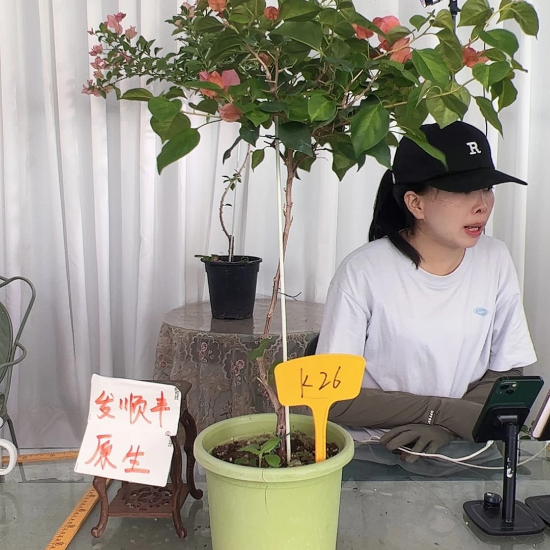 当前无花栽培后可以开花?***?K26暗夕