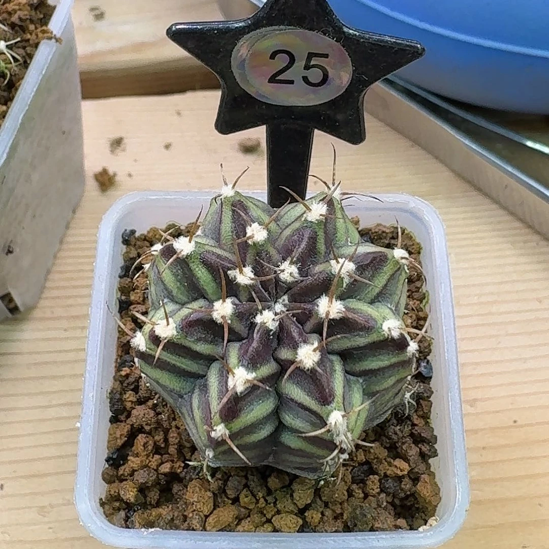 ༄***༅米哈实生自然锦25