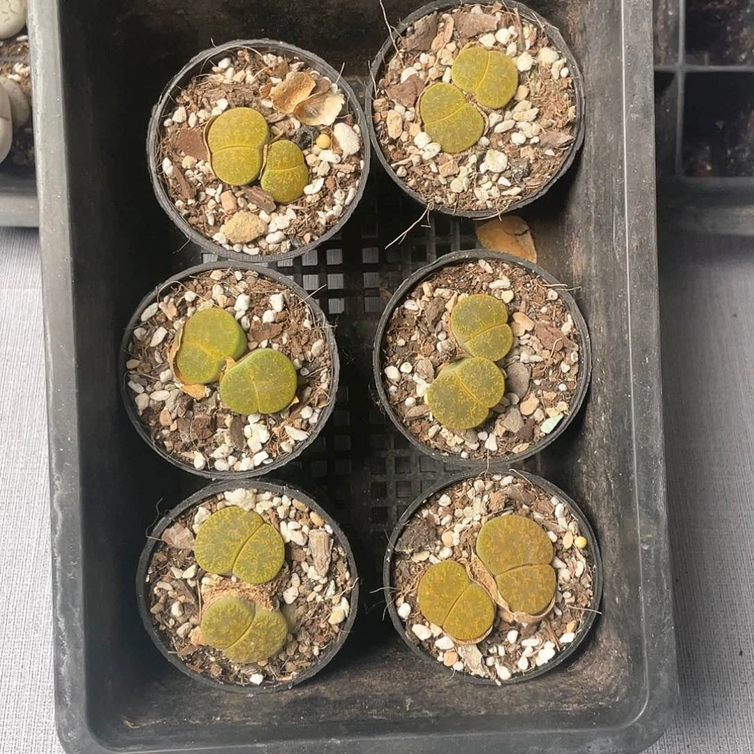 3769大棚清仓甩卖了