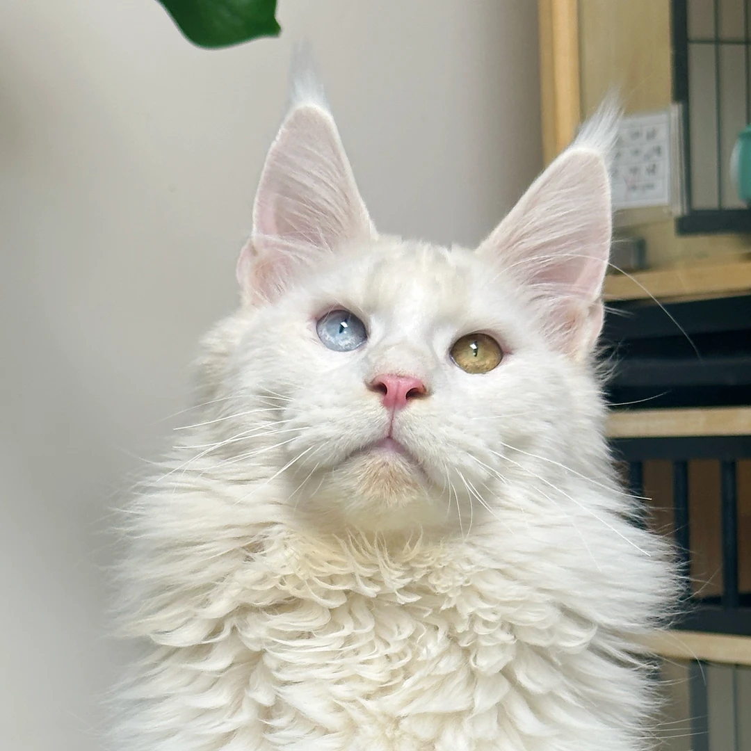 来了姊妹-纯白异瞳缅因猫-弟弟-0203