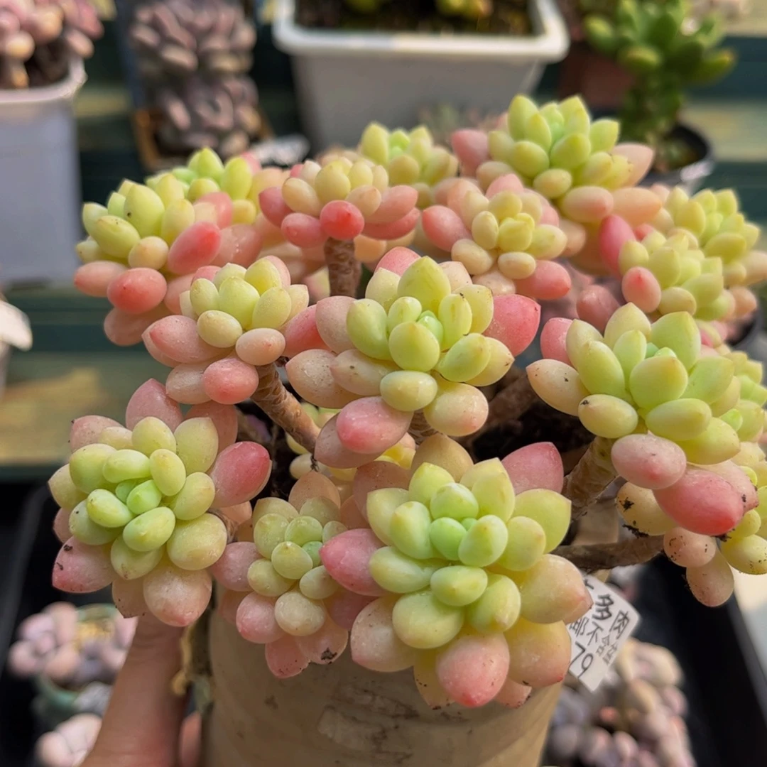 979鱼子酱15cm多肉