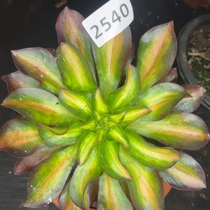 魅影超宽中班多肉