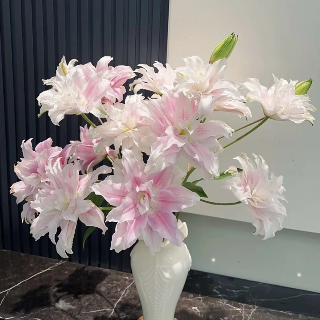 【伊莎贝拉】重瓣百合 一单顺丰空运包邮香水百合鲜花水养