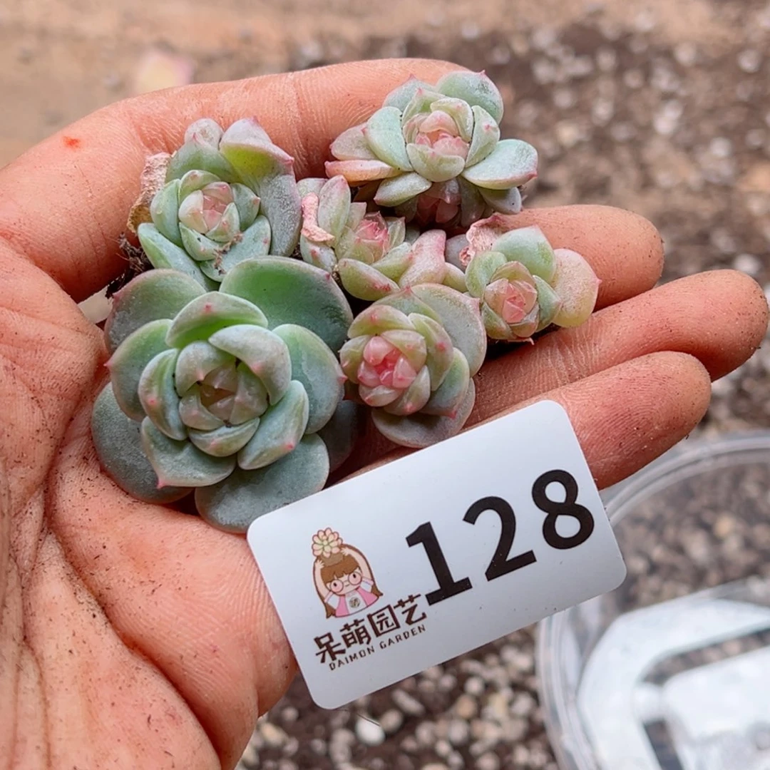 @***?多肉植物多肉植物