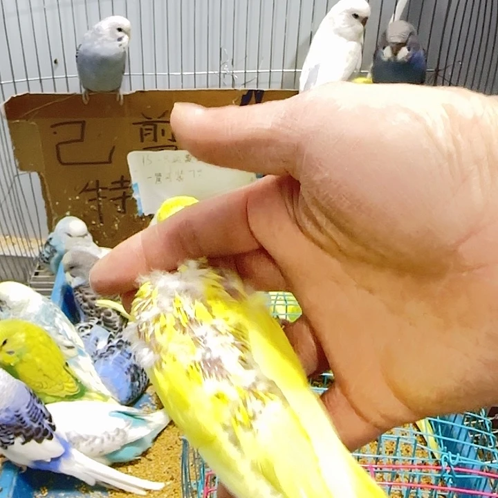 虎皮鹦鹉大头鹦鹉